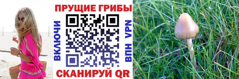 купить  сайты  Магнитогорск  блэк спрут рабочий сайт  Галлюциногенные грибы Cubensis 